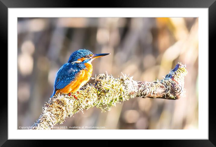 Kingfisher on its perch  Framed Mounted Print by Stephen Jenkins