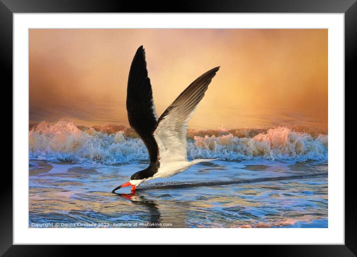 Sunset Skimming Framed Mounted Print by Donna Kennedy
