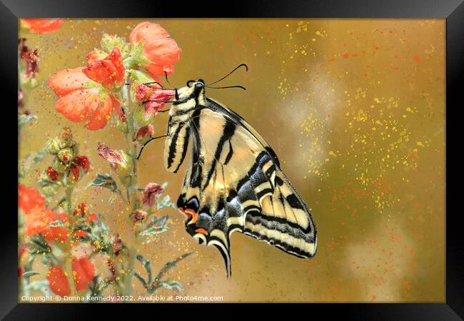 Swallowtail with Attitude Framed Print by Donna Kennedy