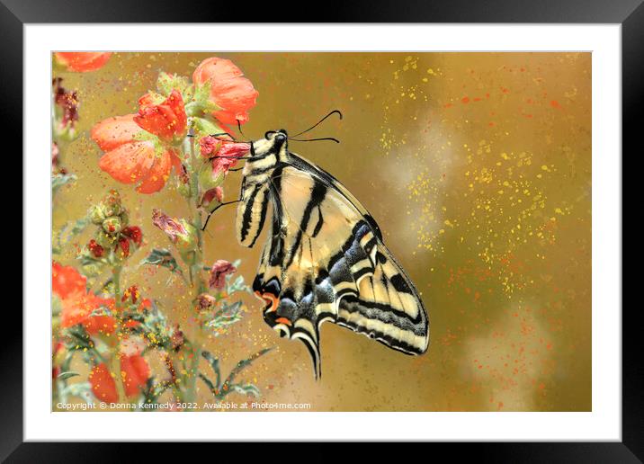 Swallowtail with Attitude Framed Mounted Print by Donna Kennedy