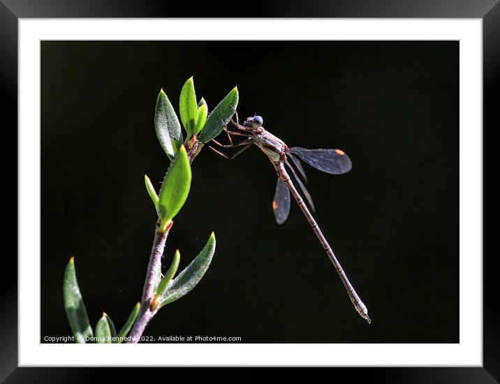 In the Spotlight Framed Mounted Print by Donna Kennedy