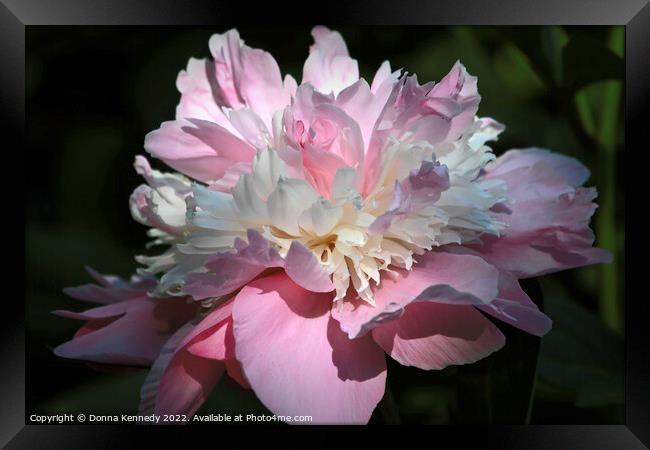 Pink Peony Framed Print by Donna Kennedy