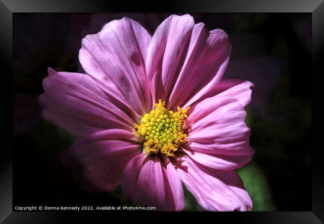 Cosmos in Morning Light Framed Print by Donna Kennedy