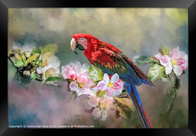 Scarlet Macaw Framed Print by Donna Kennedy