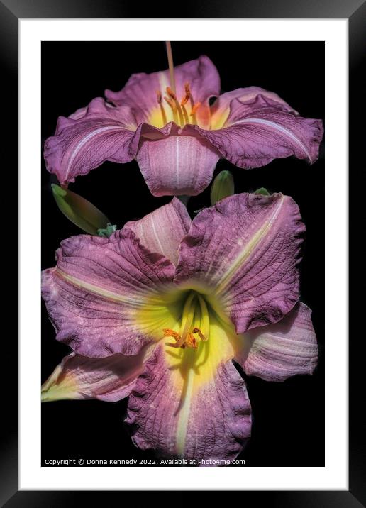 Purple de Oro Lily Framed Mounted Print by Donna Kennedy