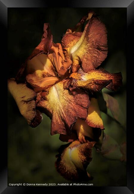 Chocolate and Caramel Iris Framed Print by Donna Kennedy