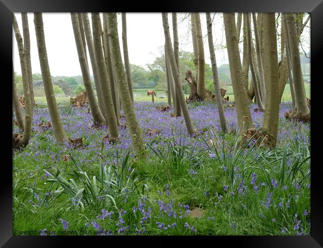 The beauty of a wooded area with spring bluebells Framed Print by Peter Hodgson