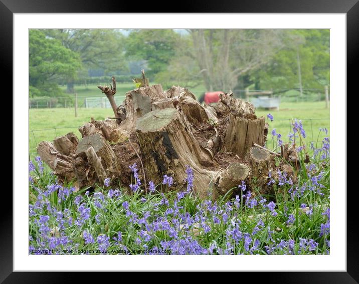 The beauty of tree stumps with bluebells in front Framed Mounted Print by Peter Hodgson