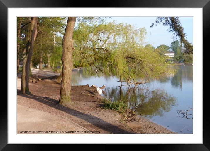 Walkway around Petersfield Pond Framed Mounted Print by Peter Hodgson