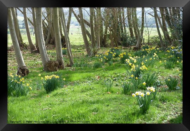Daffodils in Copse Framed Print by Peter Hodgson