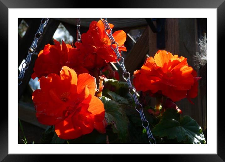 Blooming Elegance: Tabletop Botanical Display Framed Mounted Print by Peter Hodgson