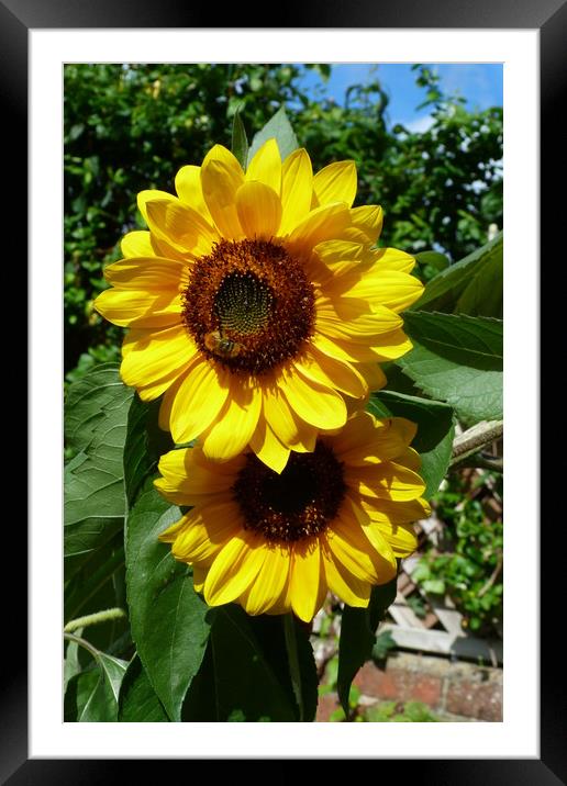 Two Sunflowers basking in the summer sun Framed Mounted Print by Peter Hodgson
