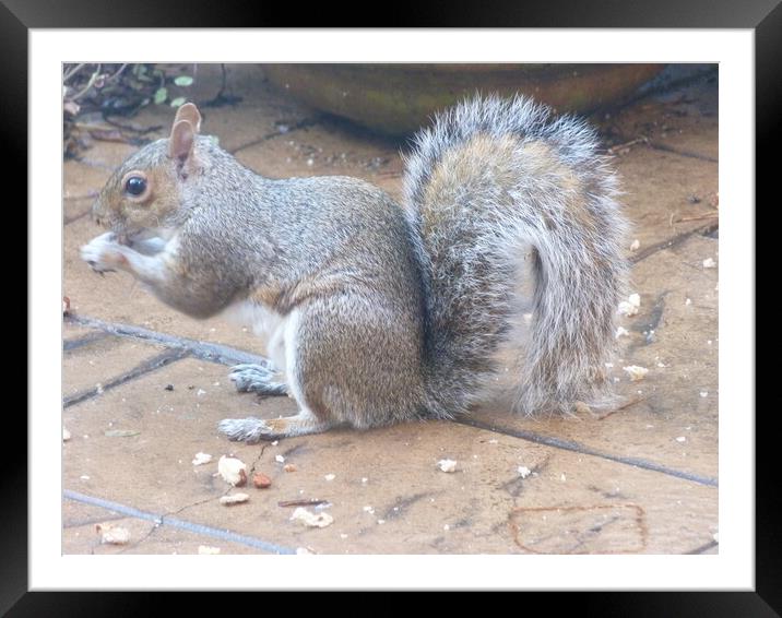 Squirrel tucking into nuts Framed Mounted Print by Peter Hodgson