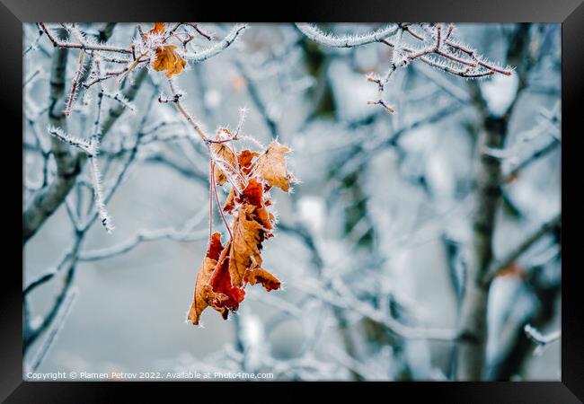 Frozen lone autumn leaf on a bare tree branch. Framed Print by Plamen Petrov