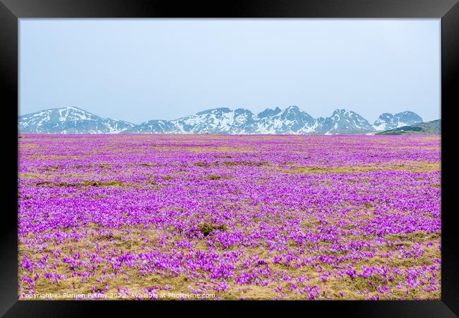 Crocus Mountain Field Framed Print by Plamen Petrov