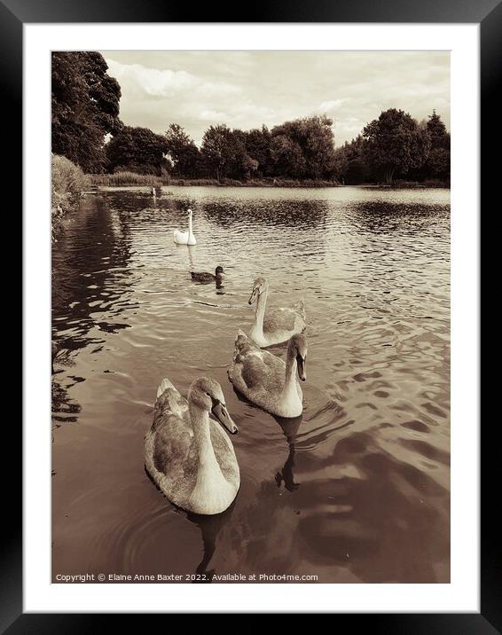 Family of Swans Framed Mounted Print by Elaine Anne Baxter