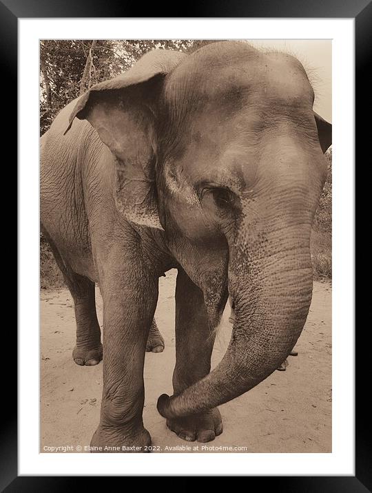 Baby Elephant Framed Mounted Print by Elaine Anne Baxter