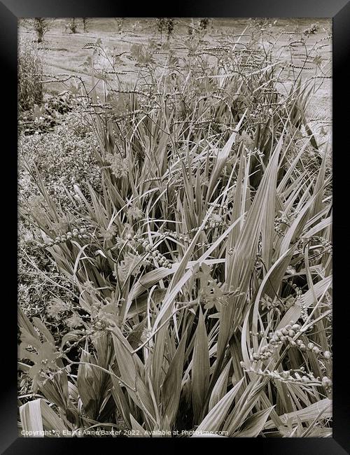 Flowering Crocosmia Plants Framed Print by Elaine Anne Baxter