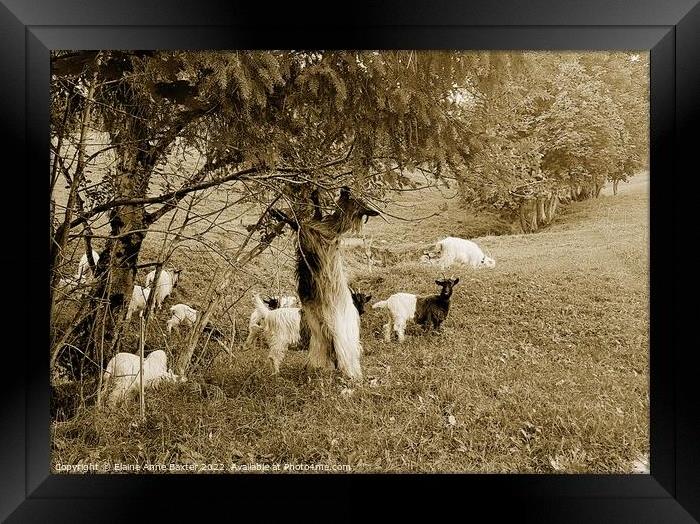 Valais Blackneck Goats Framed Print by Elaine Anne Baxter