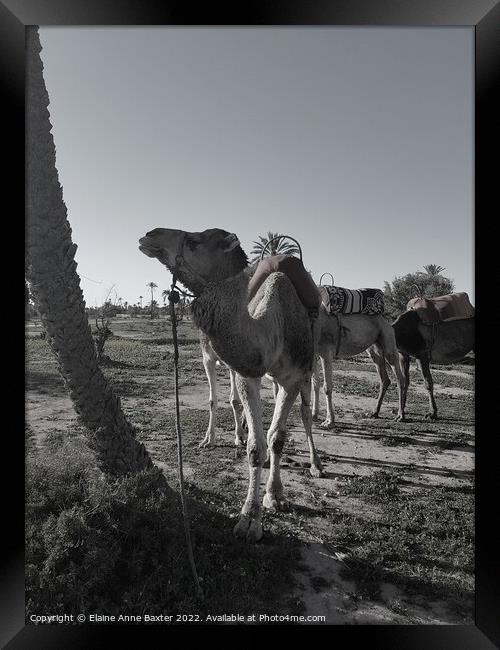 Moroccan Camels Framed Print by Elaine Anne Baxter