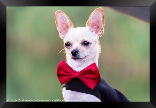 A little dog with tuxedo Framed Print by Viktoriia Novokhatska