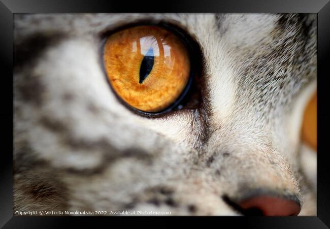 Eye of a cat close-up Framed Print by Viktoriia Novokhatska
