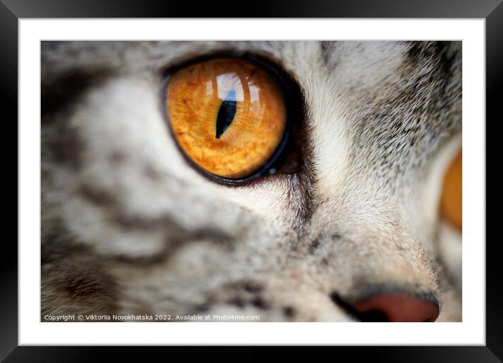 Eye of a cat close-up Framed Mounted Print by Viktoriia Novokhatska
