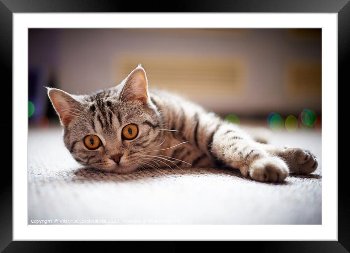 Cat looking at the camera Framed Mounted Print by Viktoriia Novokhatska