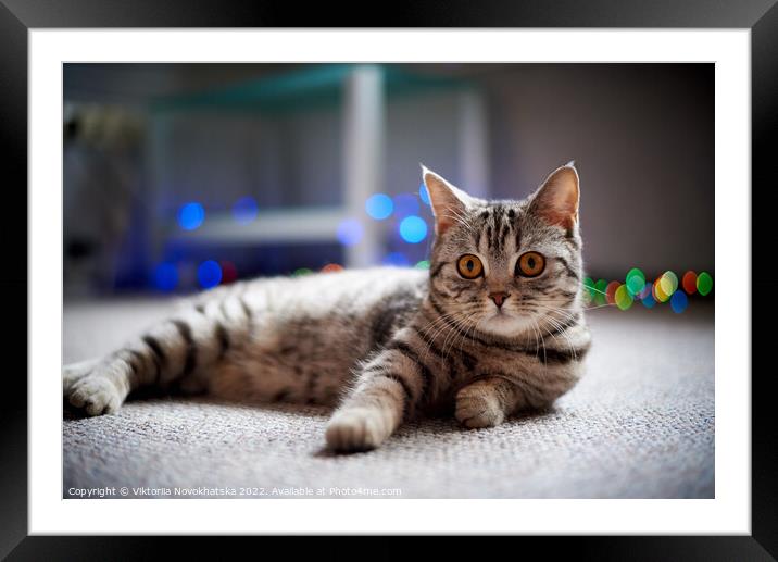 Cute cat on the floor Framed Mounted Print by Viktoriia Novokhatska
