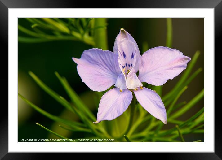Macro photo of a purple flower in summer Framed Mounted Print by Viktoriia Novokhatska