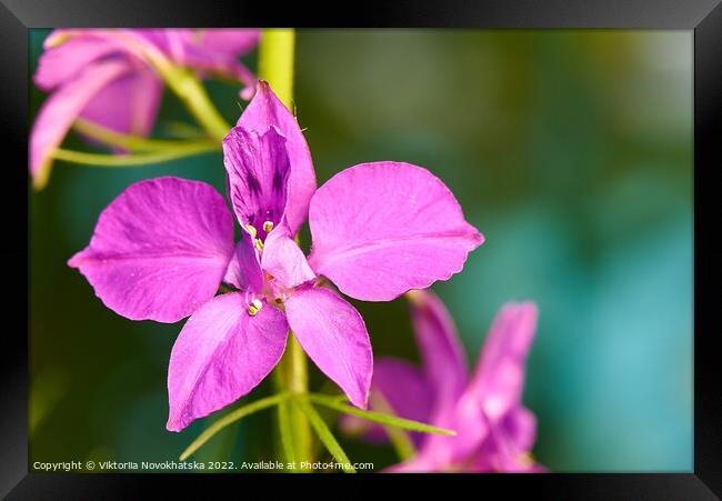 Macro photo of a flower with purple petals Framed Print by Viktoriia Novokhatska