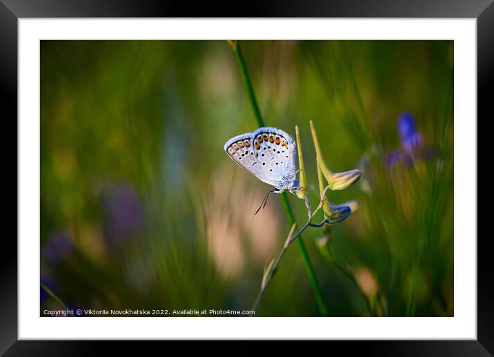 Butterfly on a flower Framed Mounted Print by Viktoriia Novokhatska