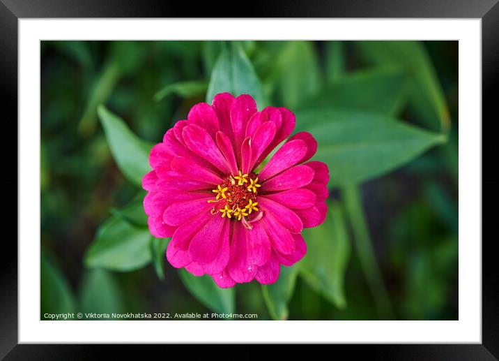 Pink flower with green leaves Framed Mounted Print by Viktoriia Novokhatska