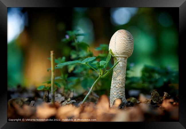 Forest mushroom in green grass  Framed Print by Viktoriia Novokhatska
