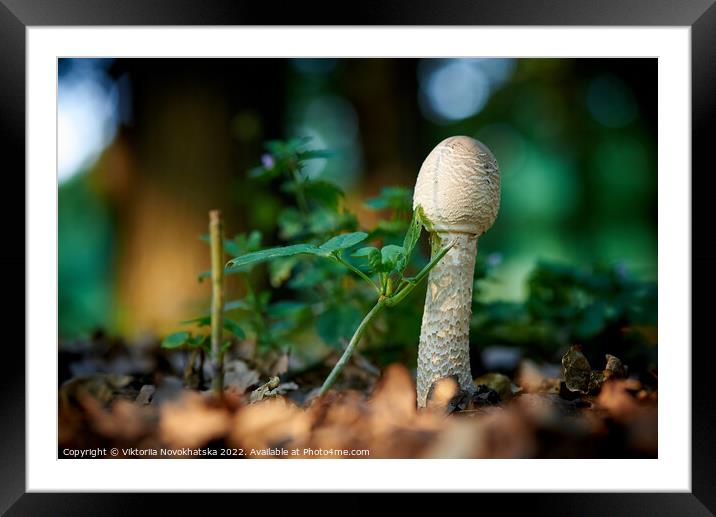 Forest mushroom in green grass  Framed Mounted Print by Viktoriia Novokhatska
