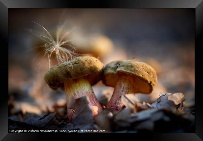 Forest mushrooms close up. Framed Print by Viktoriia Novokhatska