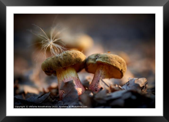 Forest mushrooms close up. Framed Mounted Print by Viktoriia Novokhatska