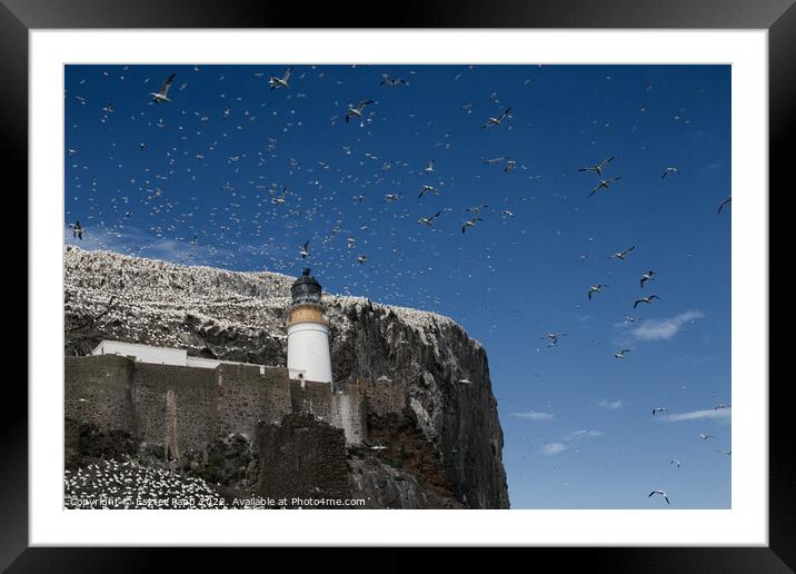 Seagulls at Bass Rock  Framed Mounted Print by Eszter Papp