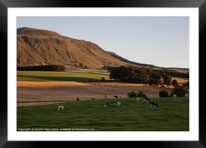 Scottish grassland  Framed Mounted Print by Eszter Papp