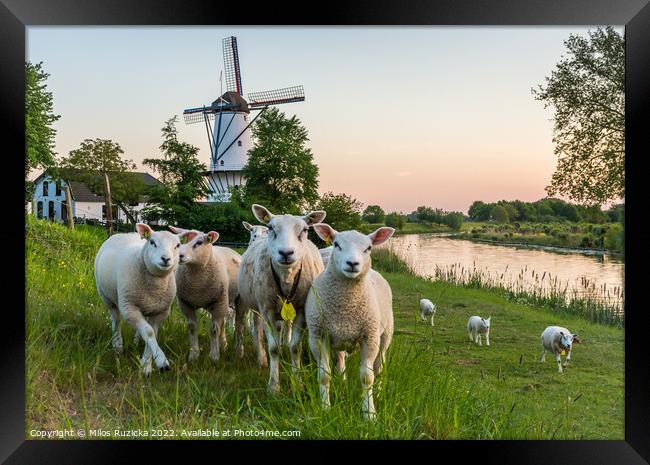 Scenery with a traditional dutch windmill and a flock of sheep in Deil, Province Gelderland, The Netherlands	 Framed Print by Milos Ruzicka