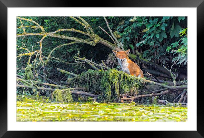 Intense Gaze of Norfolk Broads Fox Framed Mounted Print by Terry Newman