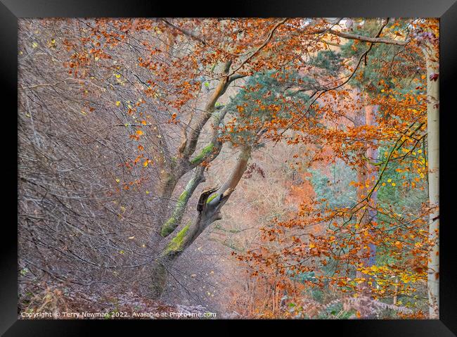 Enchanted Autumn Forest Framed Print by Terry Newman