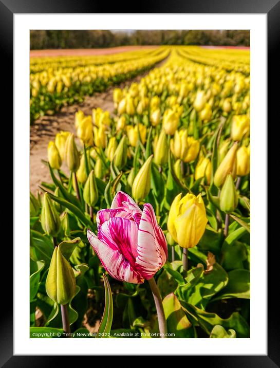 “Tulip Wow” - Pink Wonder Framed Mounted Print by Terry Newman