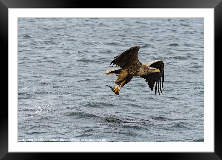 Majestic Sea Eagle Snatches Salmon Framed Mounted Print by Terry Newman