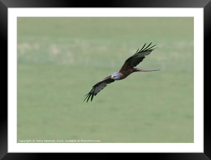 Majestic Red Kite Soaring Framed Mounted Print by Terry Newman