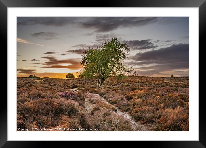 Radiant Summer Sunset Framed Mounted Print by Terry Newman