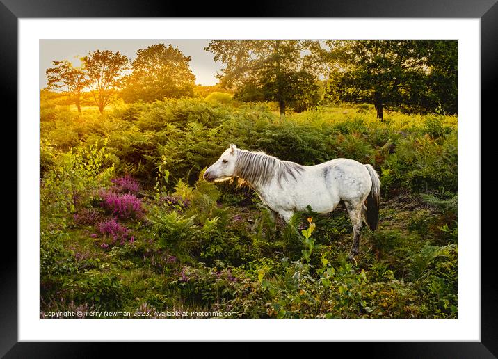 Dartmoor Pony on a Heathland Framed Mounted Print by Terry Newman