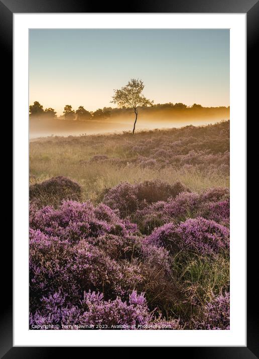 Sunrise Heather  Framed Mounted Print by Terry Newman