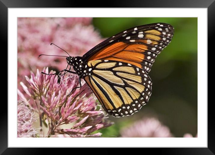 Monarch on clover Framed Mounted Print by Philip Lehman