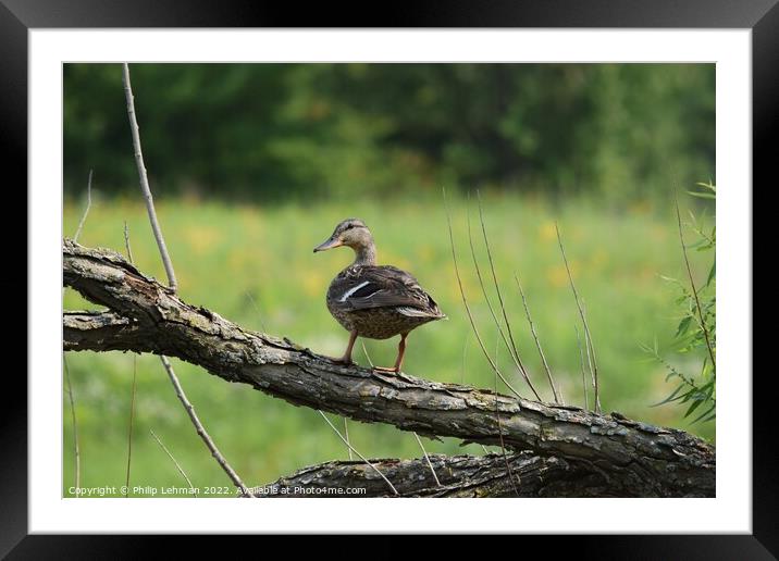 Duck on tree branch Framed Mounted Print by Philip Lehman